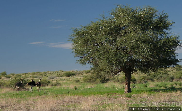 Намибийские пейзажи. Ч.1 На юг, к Фиш-ривер