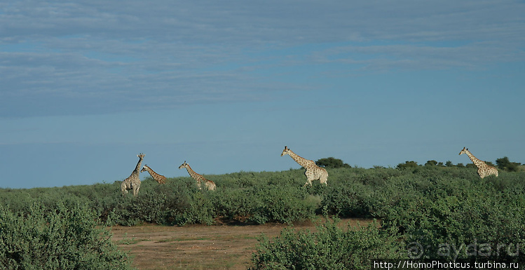 Намибийские пейзажи. Ч.1 На юг, к Фиш-ривер
