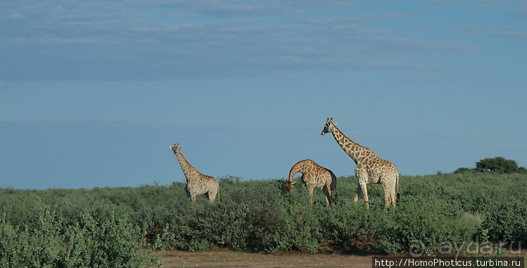 Намибийские пейзажи. Ч.1 На юг, к Фиш-ривер