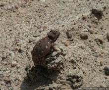 Намибийские пейзажи. Ч.4 Берег Скелетов