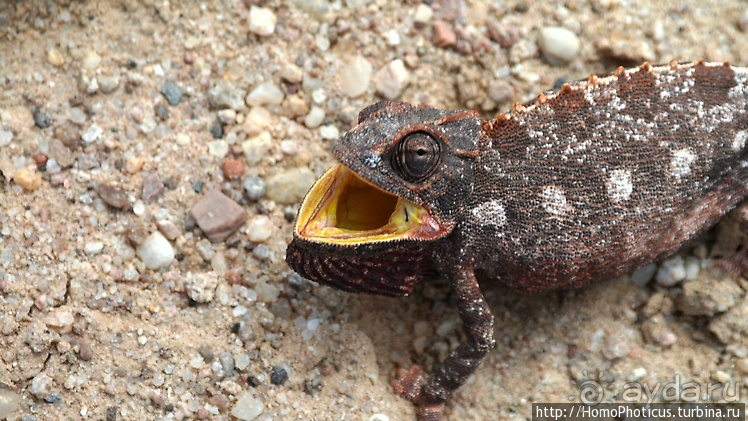 Намибийские пейзажи. Ч.4 Берег Скелетов