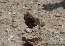 Намибийские пейзажи. Ч.4 Берег Скелетов