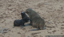 Намибийские пейзажи. Ч.4 Берег Скелетов