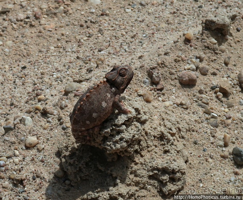 Намибийские пейзажи. Ч.4 Берег Скелетов