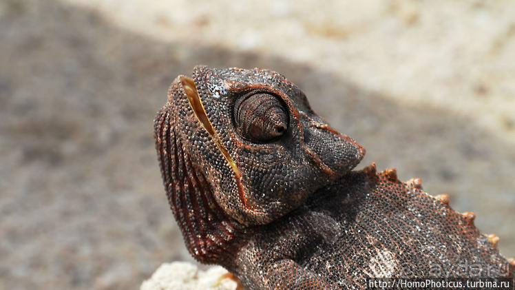 Намибийские пейзажи. Ч.4 Берег Скелетов