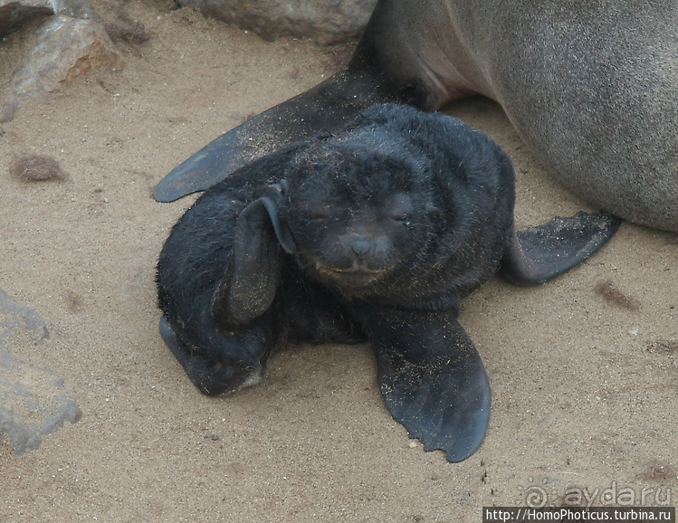 Намибийские пейзажи. Ч.4 Берег Скелетов