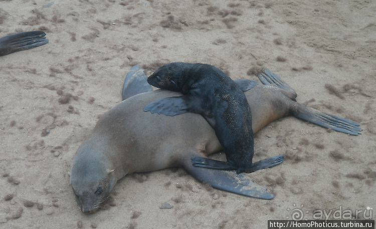 Намибийские пейзажи. Ч.4 Берег Скелетов