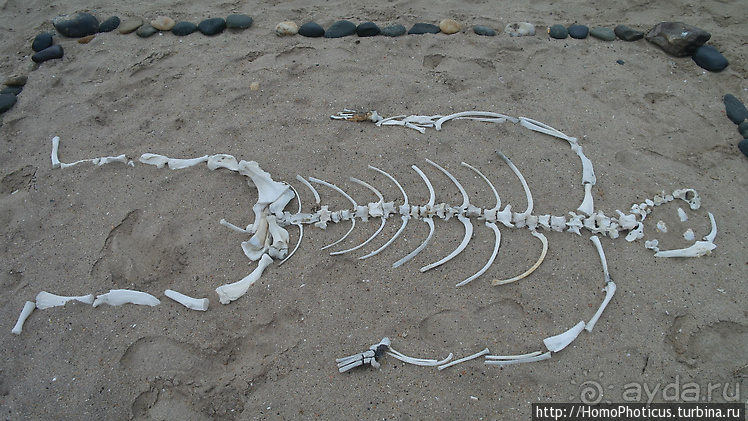 Намибийские пейзажи. Ч.4 Берег Скелетов