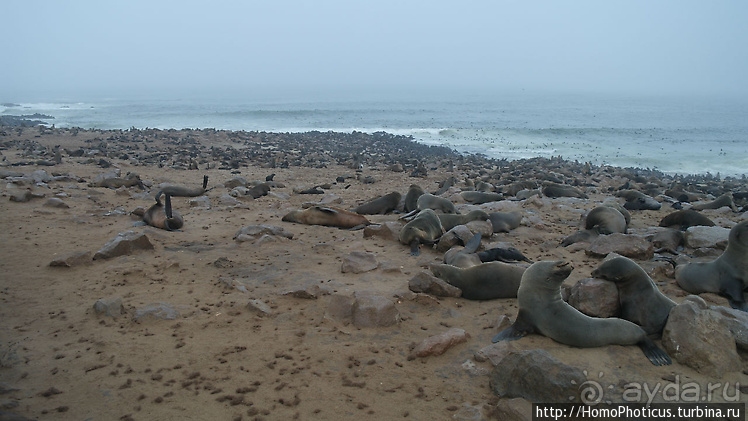 Намибийские пейзажи. Ч.4 Берег Скелетов