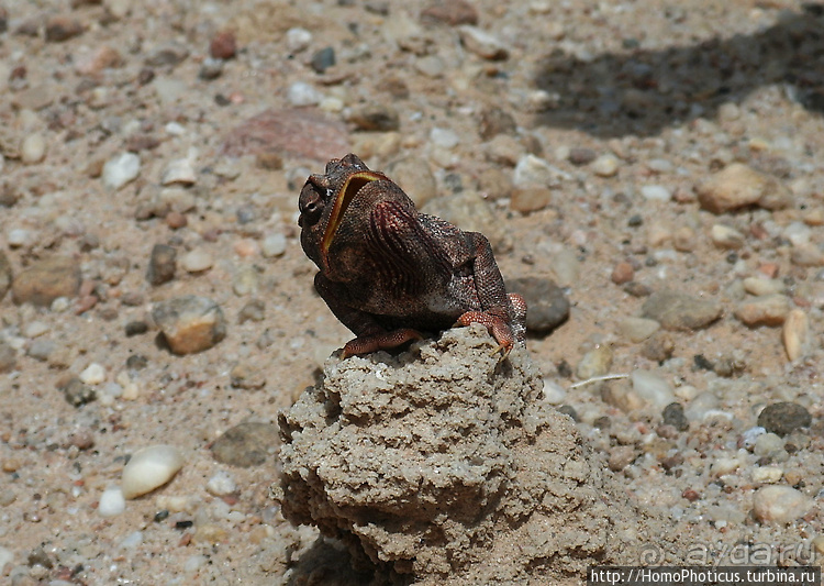 Намибийские пейзажи. Ч.4 Берег Скелетов