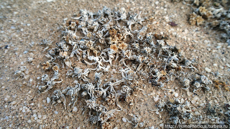 Намибийские пейзажи. Ч.4 Берег Скелетов