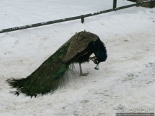 По зимней Варшаве