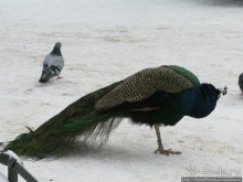 По зимней Варшаве