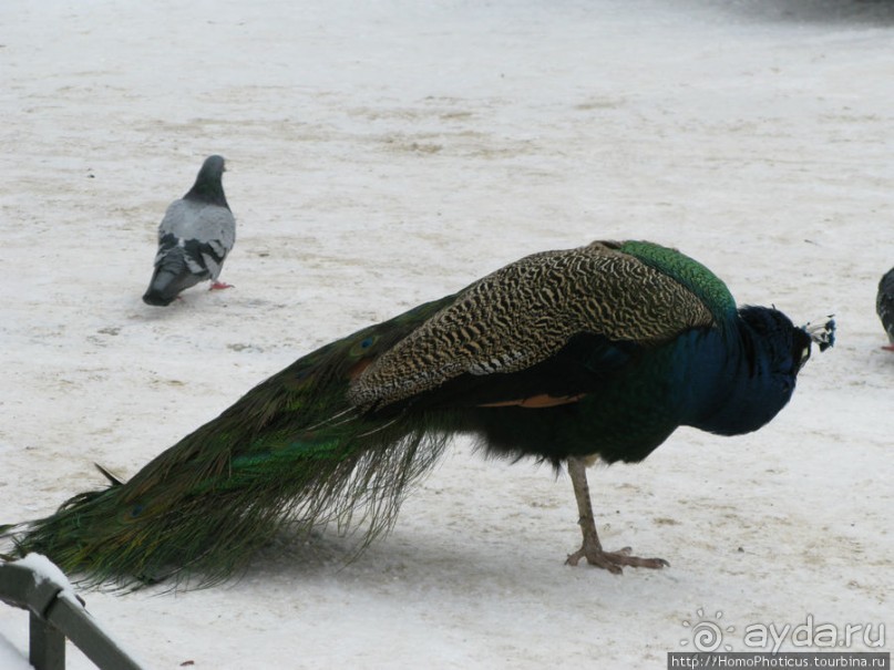 По зимней Варшаве