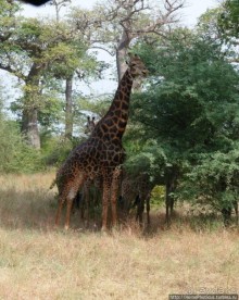 Сенегамбия. III. На разных берегах