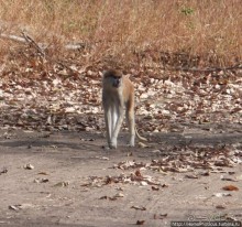 Сенегамбия. III. На разных берегах