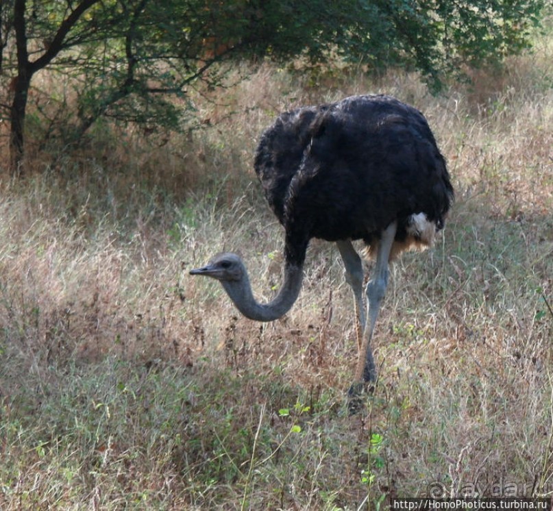 Сенегамбия. III. На разных берегах