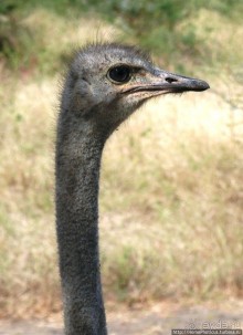 Сенегамбия. III. На разных берегах