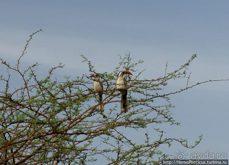 Сенегамбия. III. На разных берегах