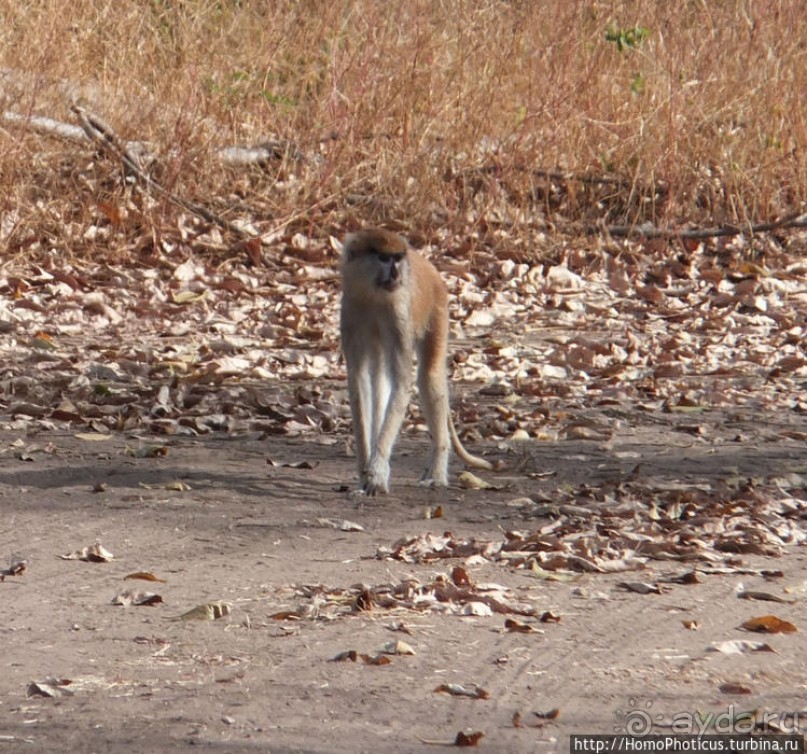 Сенегамбия. III. На разных берегах