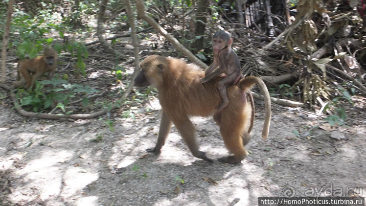 Сенегамбия. III. На разных берегах