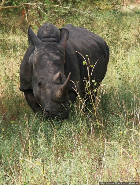 Сенегамбия. III. На разных берегах