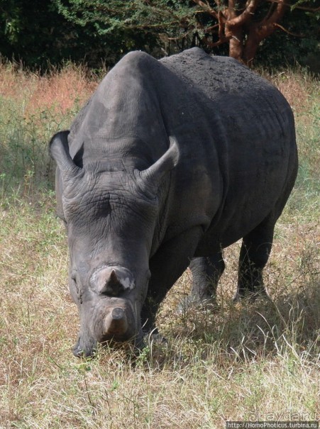 Сенегамбия. III. На разных берегах