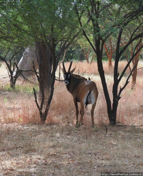 Сенегамбия. III. На разных берегах