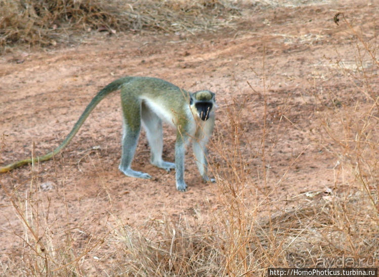 Сенегамбия. III. На разных берегах