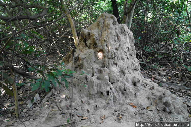 Сенегамбия. III. На разных берегах