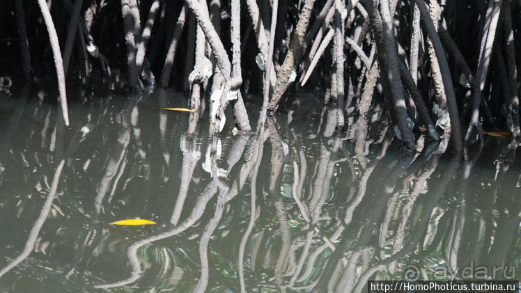 Сенегамбия. III. На разных берегах