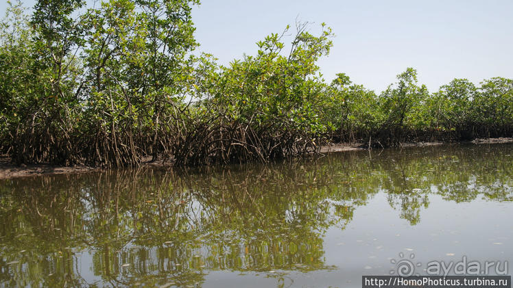 Сенегамбия. III. На разных берегах