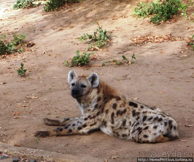 Сенегамбия. III. На разных берегах