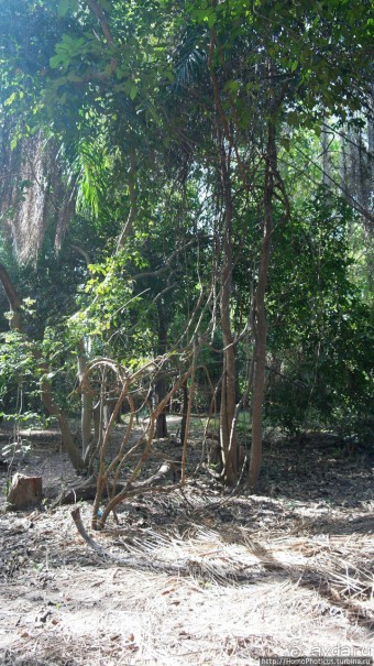 Сенегамбия. III. На разных берегах