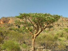 Первое знакомство с Сокотрой. Ущелье Айхевт