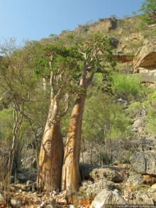 Первое знакомство с Сокотрой. Ущелье Айхевт