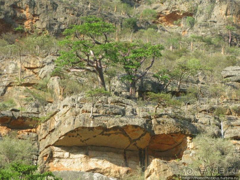 Первое знакомство с Сокотрой. Ущелье Айхевт