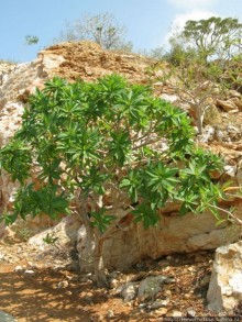 Первое знакомство с Сокотрой. Ущелье Айхевт