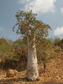 Первое знакомство с Сокотрой. Ущелье Айхевт