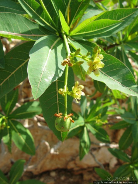 Первое знакомство с Сокотрой. Ущелье Айхевт