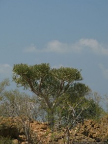 Первое знакомство с Сокотрой. Ущелье Айхевт