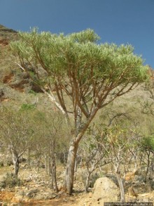 Первое знакомство с Сокотрой. Ущелье Айхевт