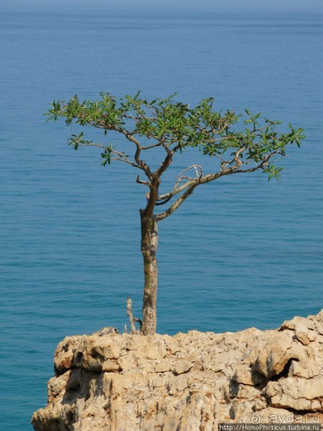 Первое знакомство с Сокотрой. Ущелье Айхевт