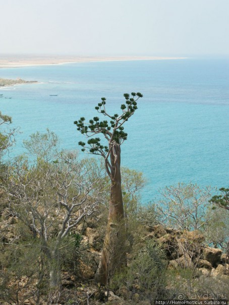 Первое знакомство с Сокотрой. Ущелье Айхевт