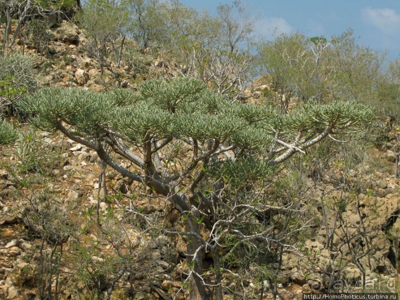 Первое знакомство с Сокотрой. Ущелье Айхевт