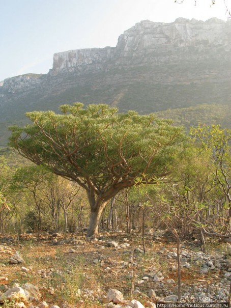 Первое знакомство с Сокотрой. Ущелье Айхевт