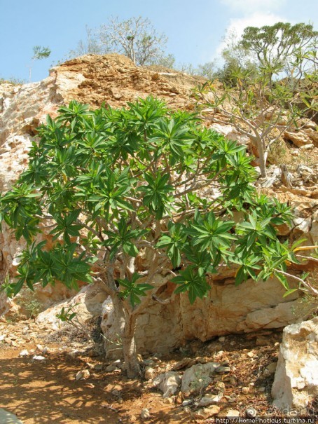 Первое знакомство с Сокотрой. Ущелье Айхевт