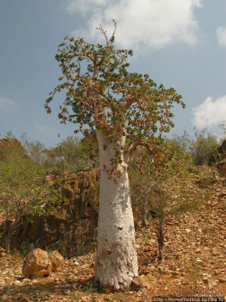 Первое знакомство с Сокотрой. Ущелье Айхевт