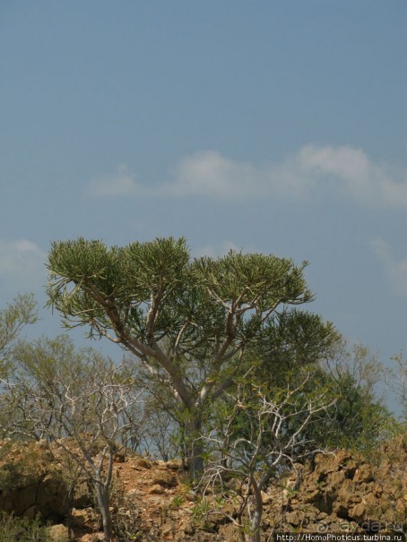Первое знакомство с Сокотрой. Ущелье Айхевт