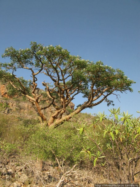 Первое знакомство с Сокотрой. Ущелье Айхевт
